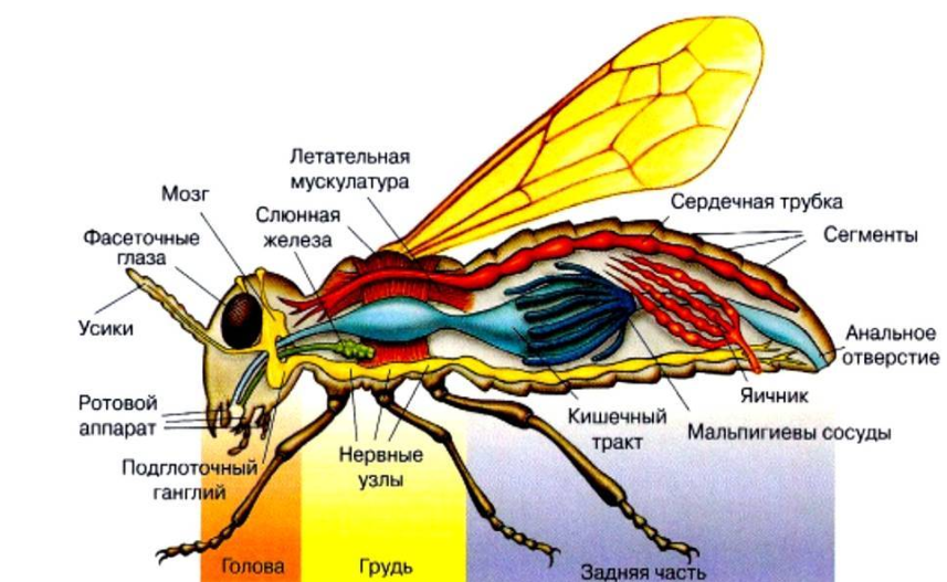Членистоногие (Arthropoda)