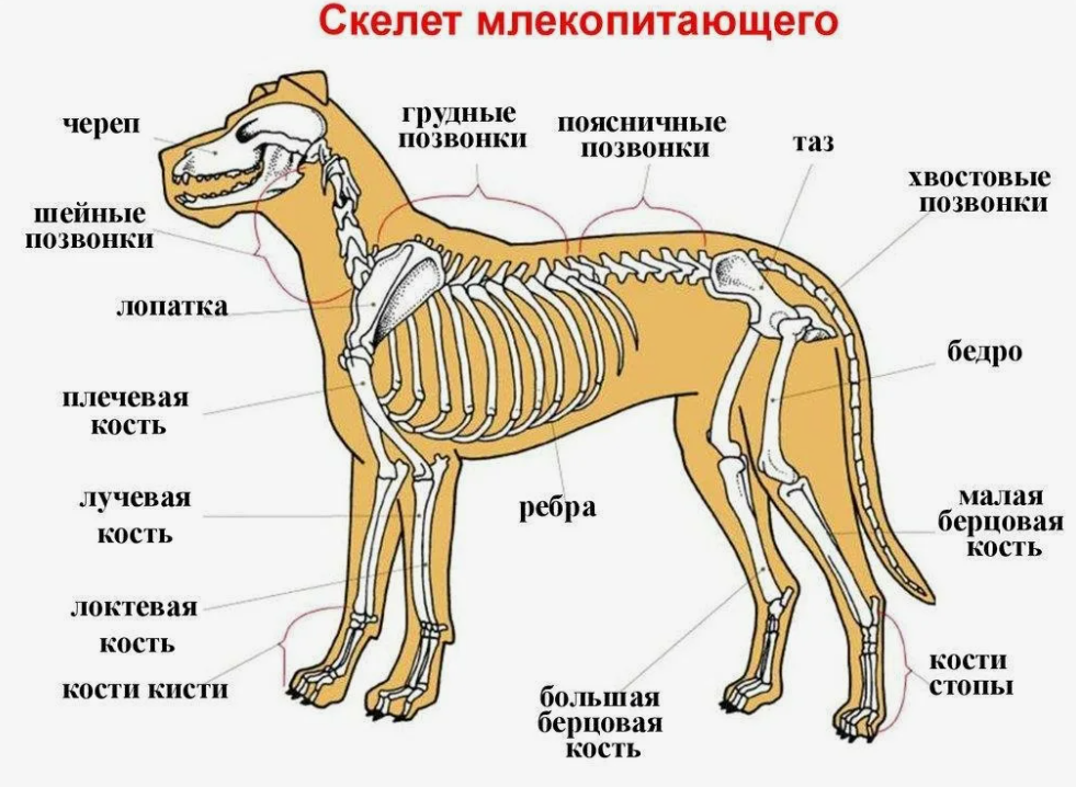 Строение животных. Анатомия
