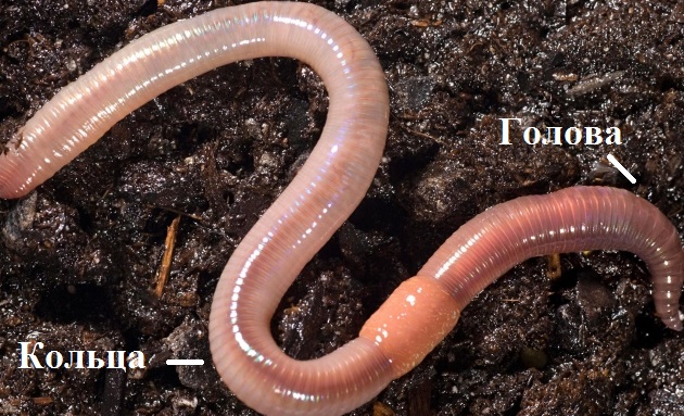 Кольчатые черви(Annelida)