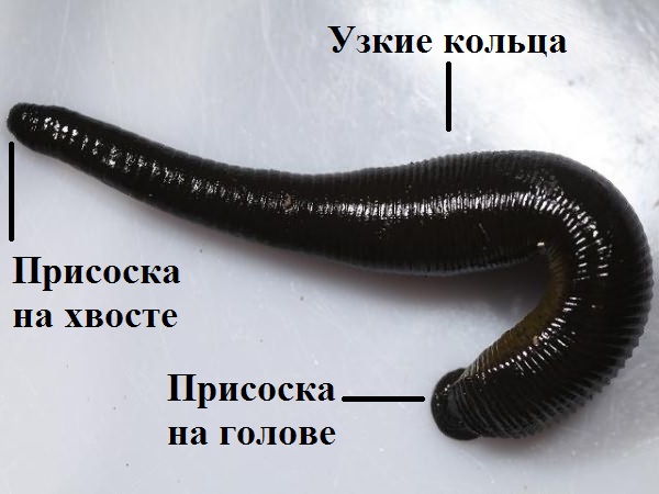 Кольчатые черви