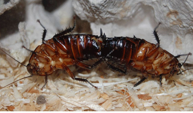 Болезни мадагаскарских тараканов. Как их распознать и лечить