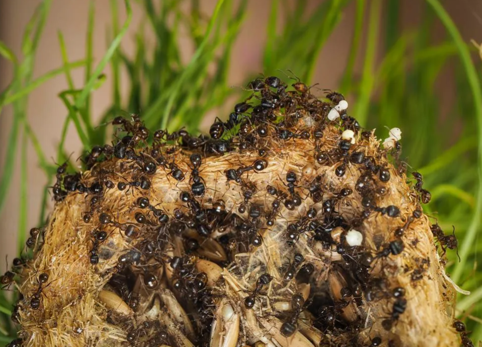 Особенности анатомии и социальной организации жизни муравьёв