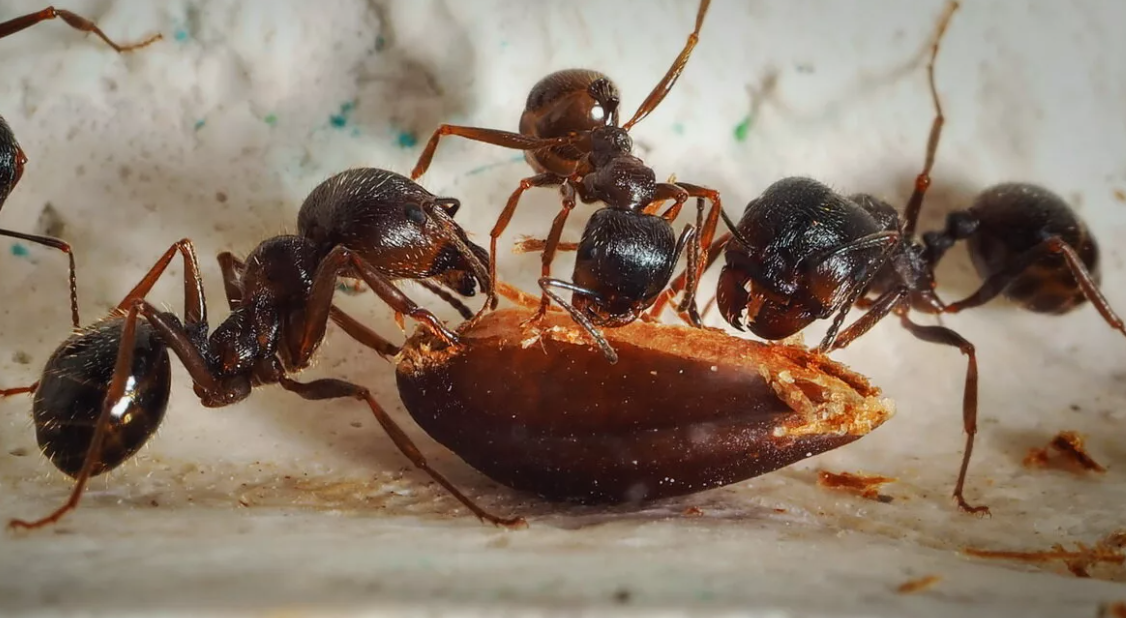 Особенности анатомии и социальной организации жизни муравьёв