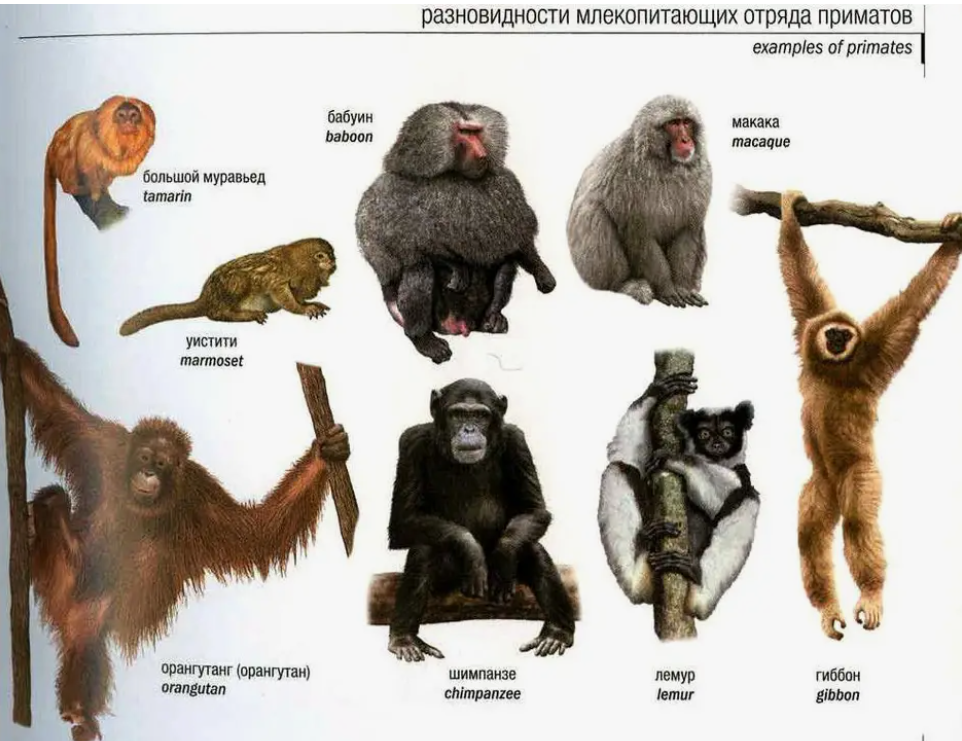 Японская макака Японская макака