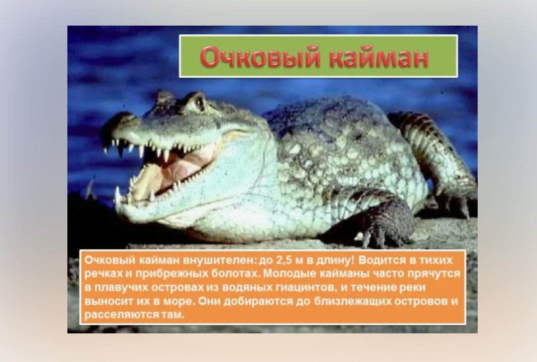 Кайман очковый