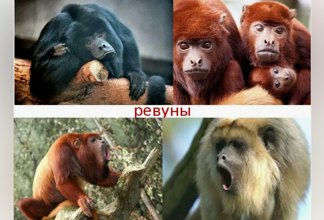 Мантийный ревун