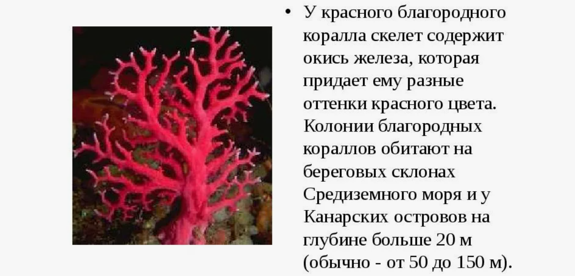 Красный коралл