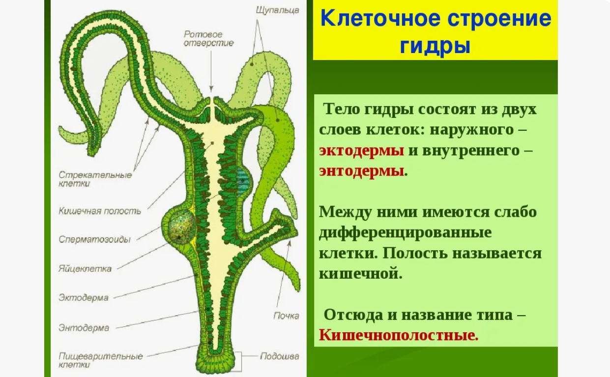 Гидра обыкновенная