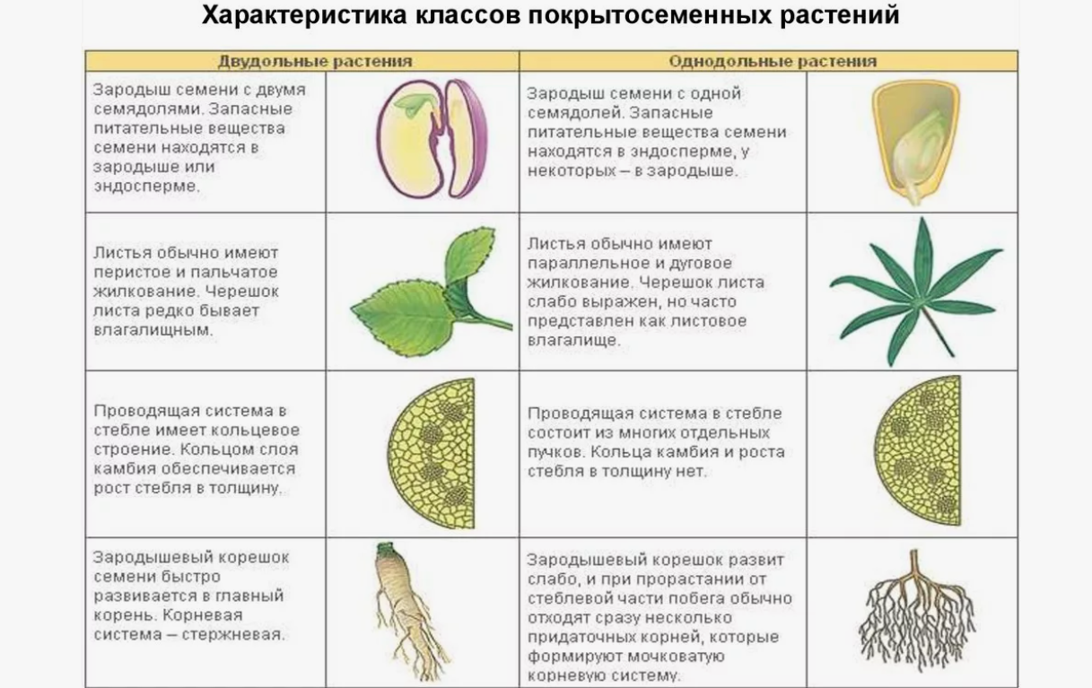 Двудольные&nbsp; и однодольные растения