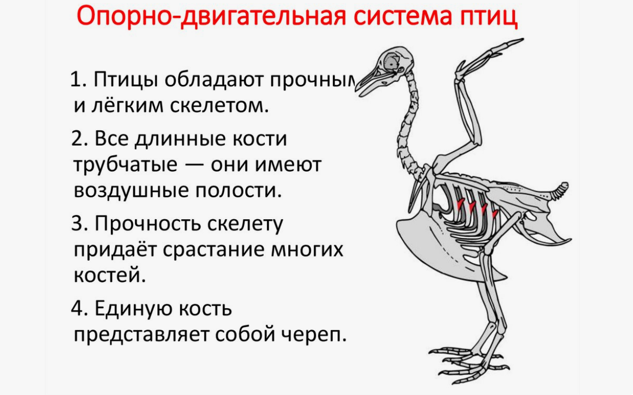 Птицы