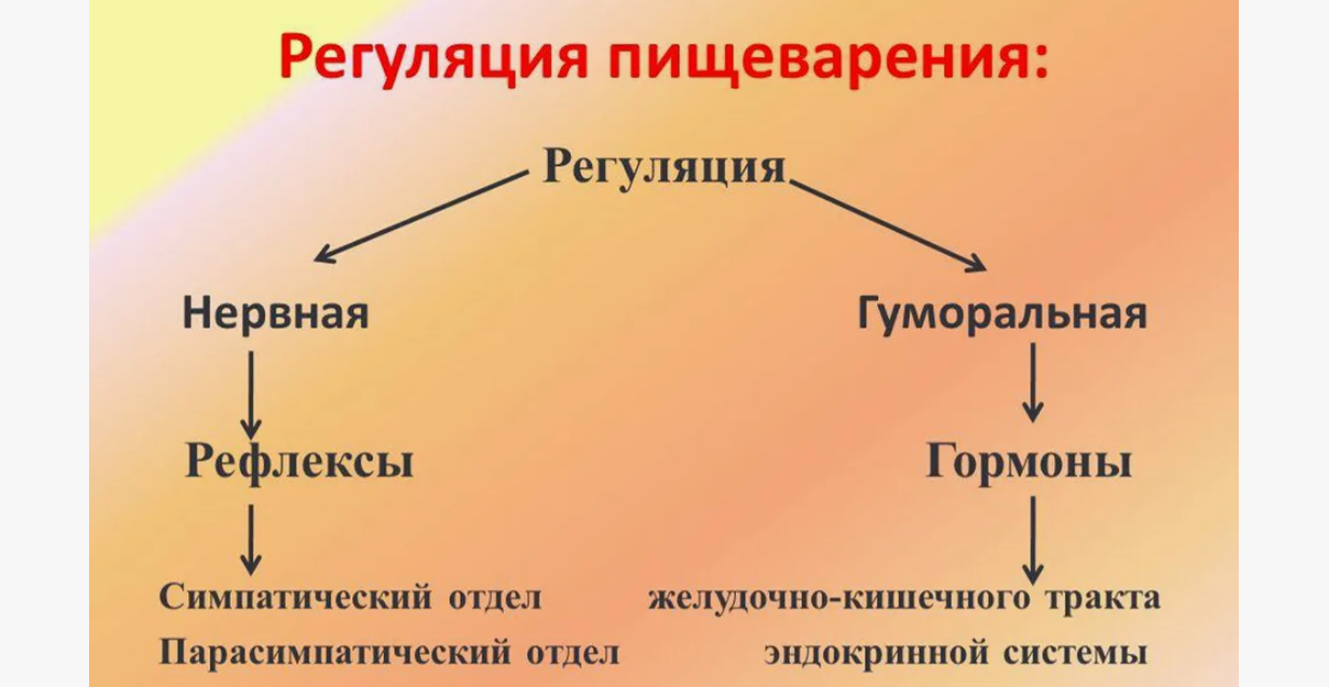 Этапы пищеварения