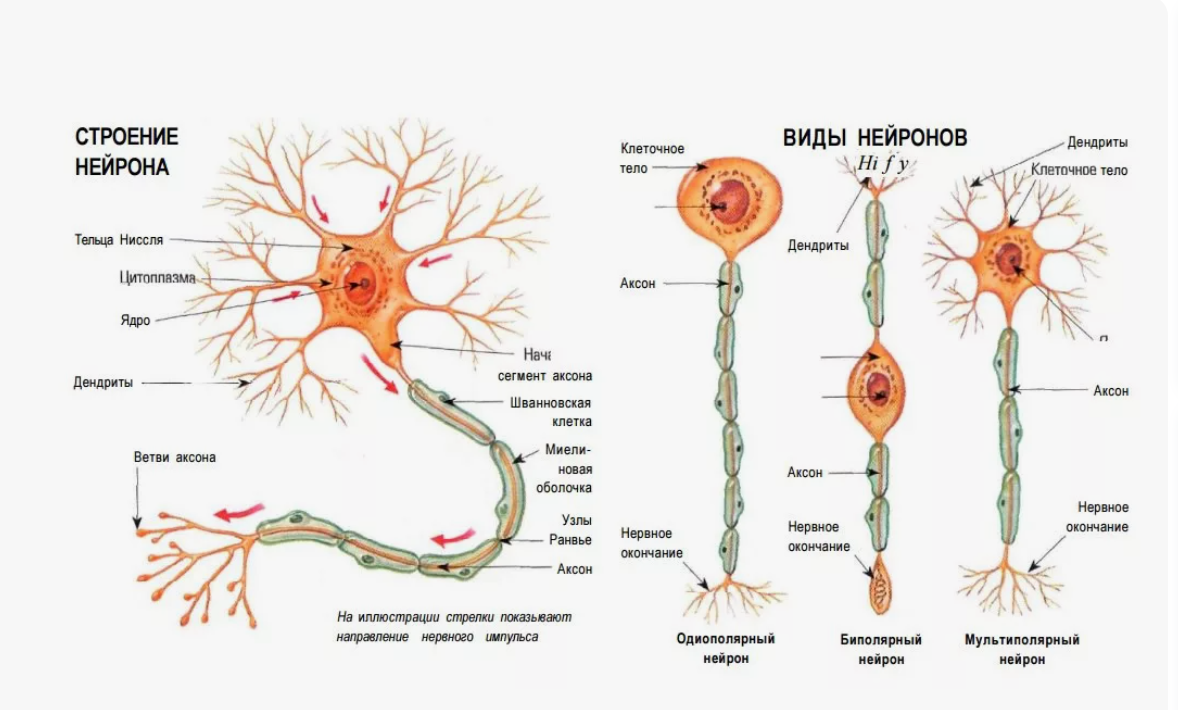 Рефлекторные механизмы в нервной системе. Рефлекторная дуга