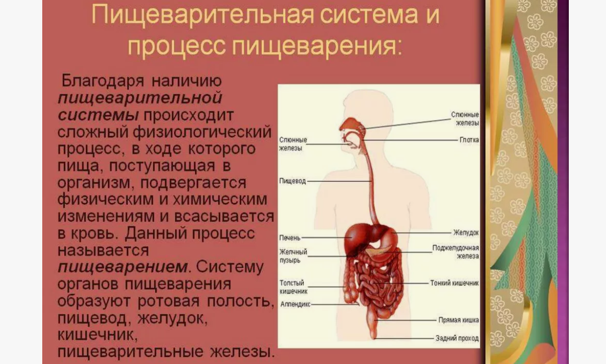 Этапы пищеварения