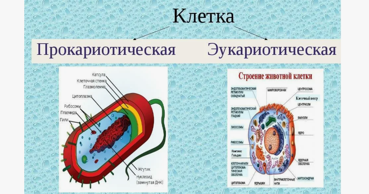 Клетки представителей разных царств