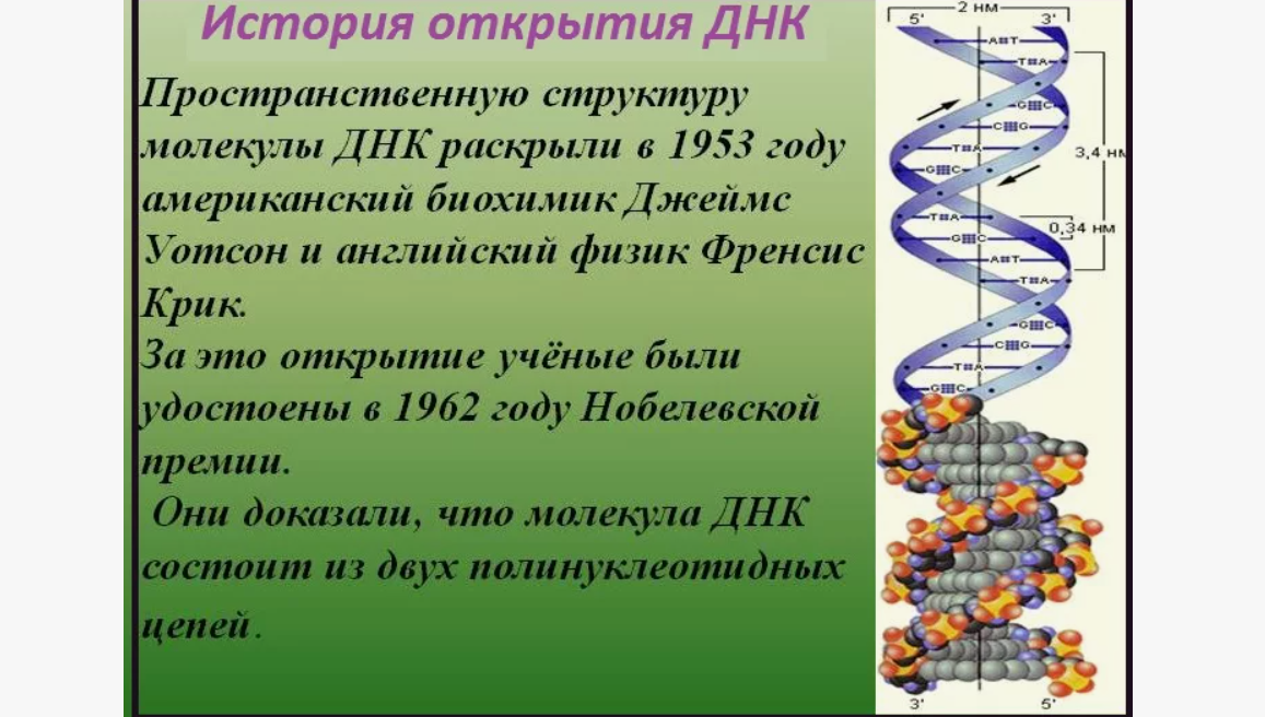 ДНК и РНК. Генетический код