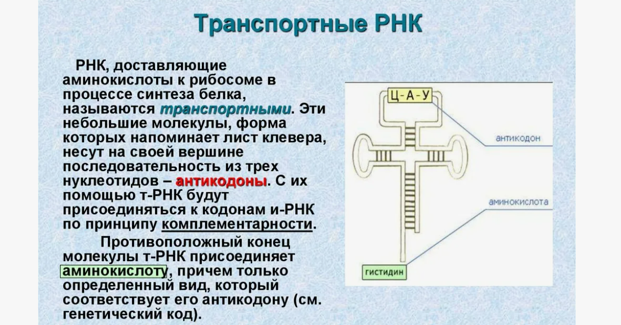 ДНК и РНК. Генетический код ДНК и РНК. Генетический код